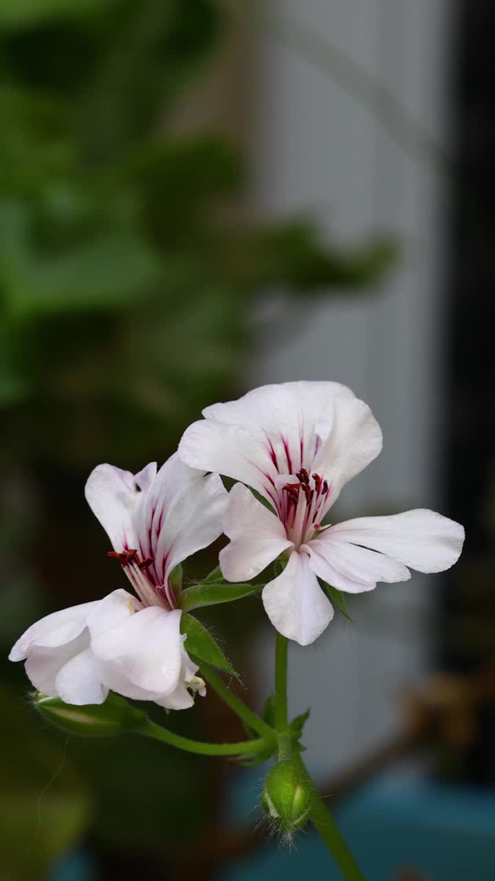 秋天的花和雨滴。有选择性的重点。社交媒体的垂直视频。视频素材