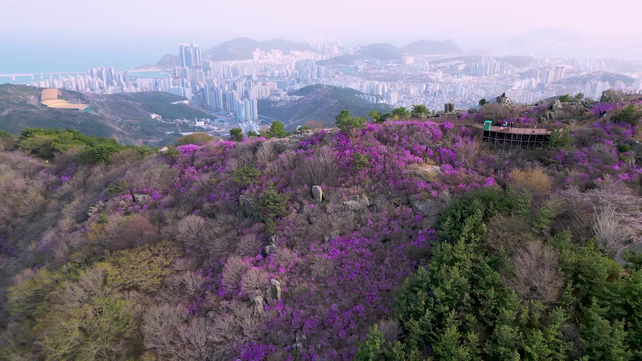 金达莱杜鹃花盛开在黄灵山，釜山，韩国，亚洲视频下载