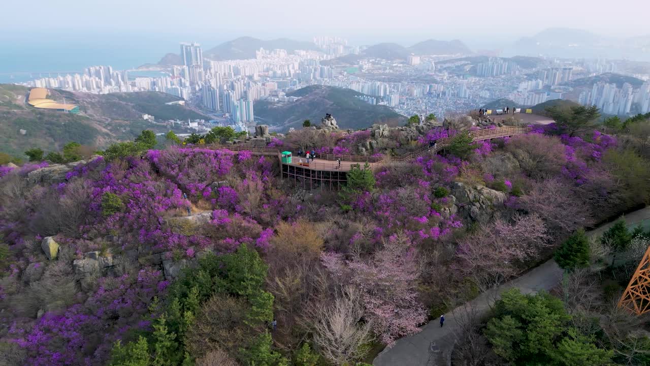 金达莱杜鹃花盛开在黄灵山，釜山，韩国，亚洲视频素材