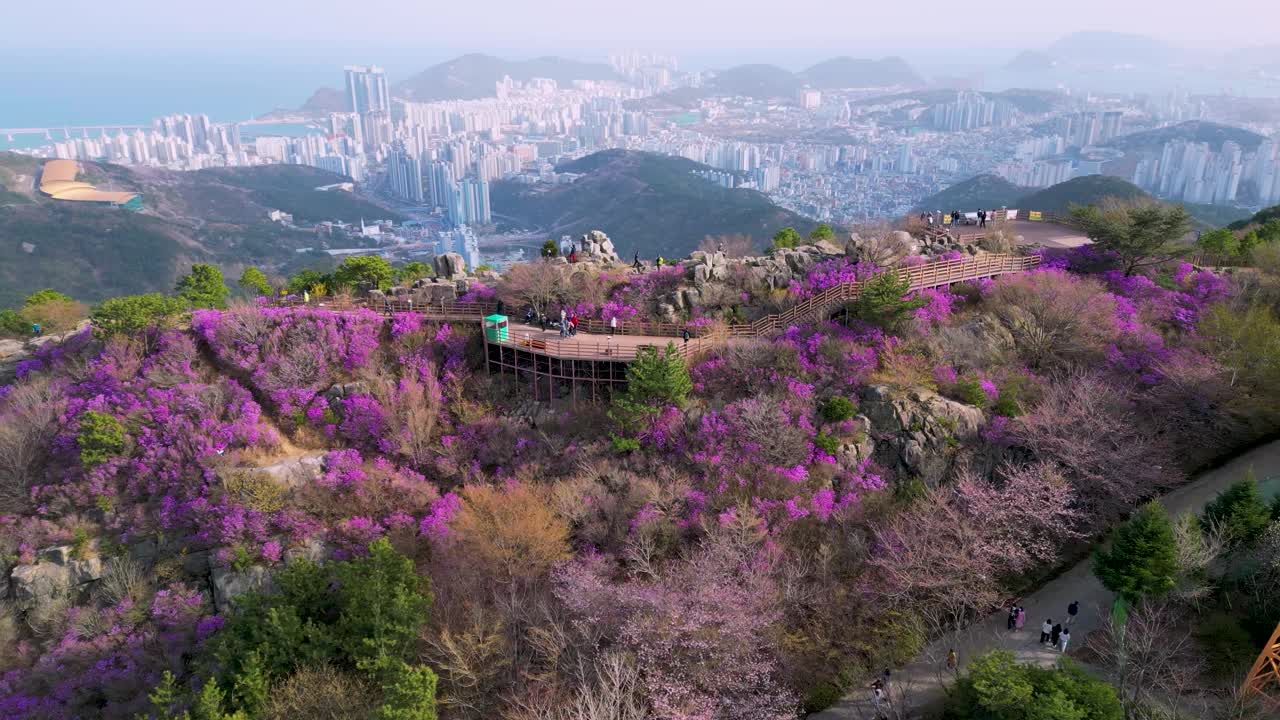 金达莱杜鹃花盛开在黄灵山，釜山，韩国，亚洲视频素材