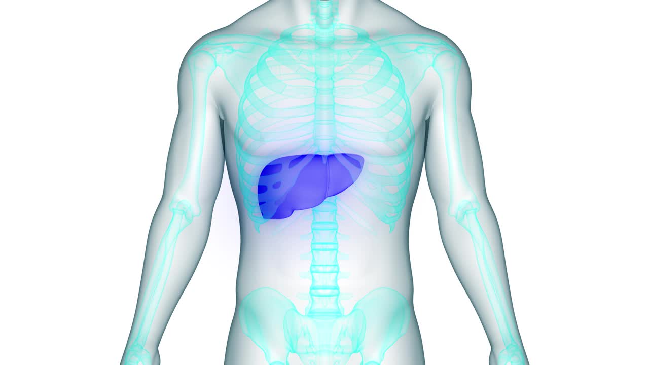 人体内部消化器官肝脏解剖动画概念视频素材