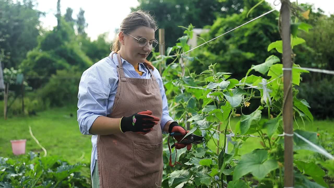 一位围着棉质围裙的农妇把温室里的有机黄瓜扯进塑料篮子里。收获的概念。夏天和秋天视频素材