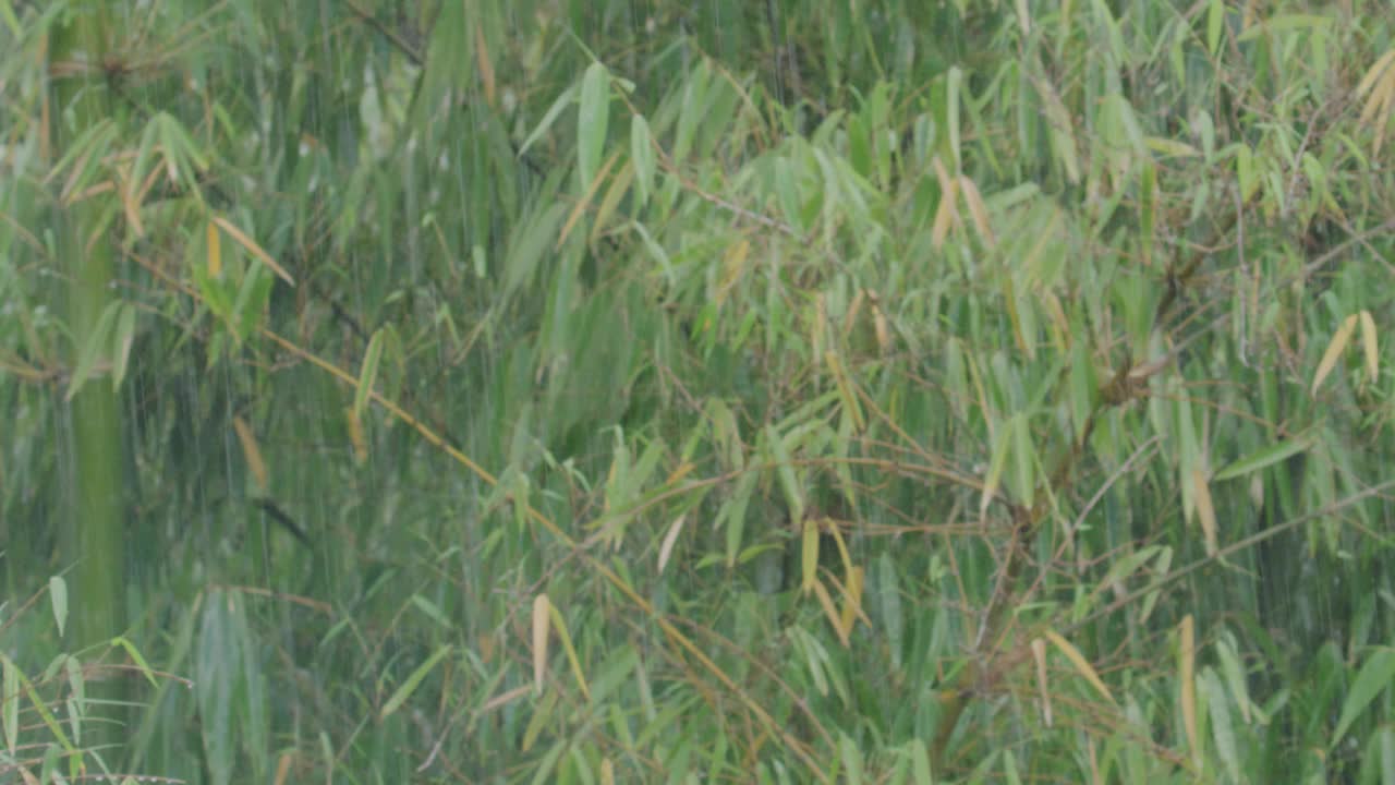 竹林里的雨视频素材