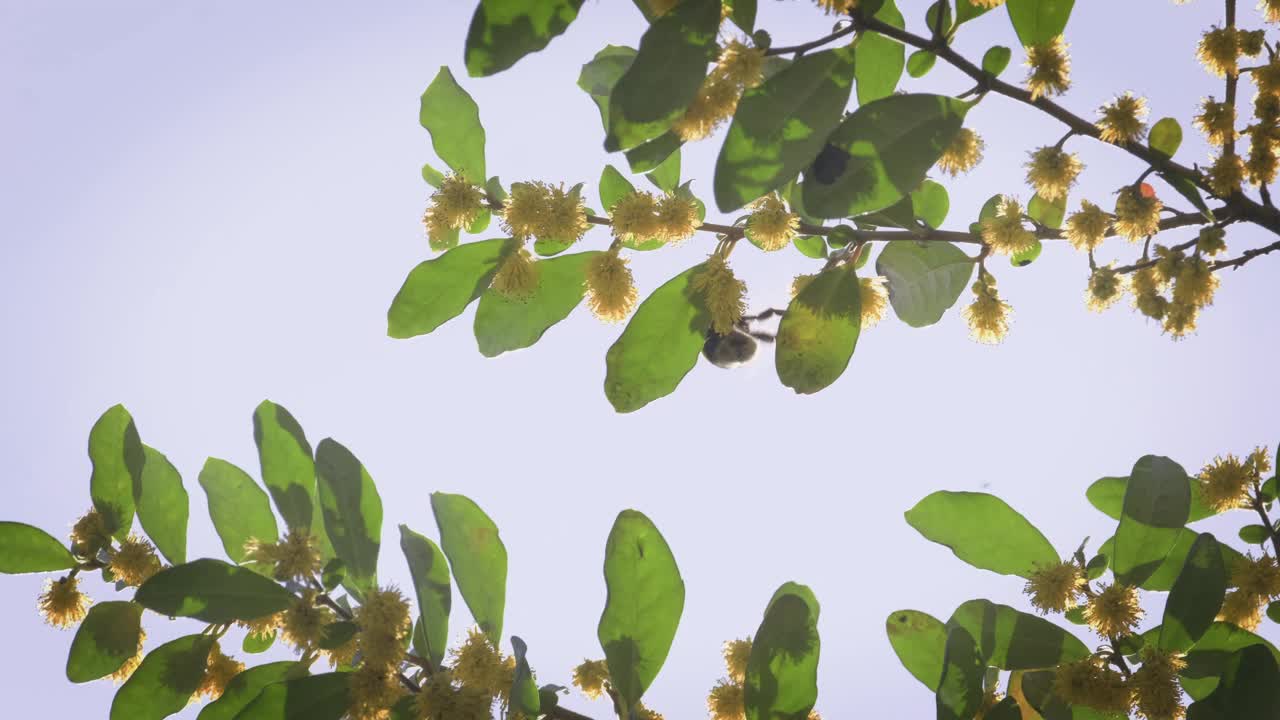 大黄蜂在一朵黄色的花上飞着，在空中撒尿。视频下载