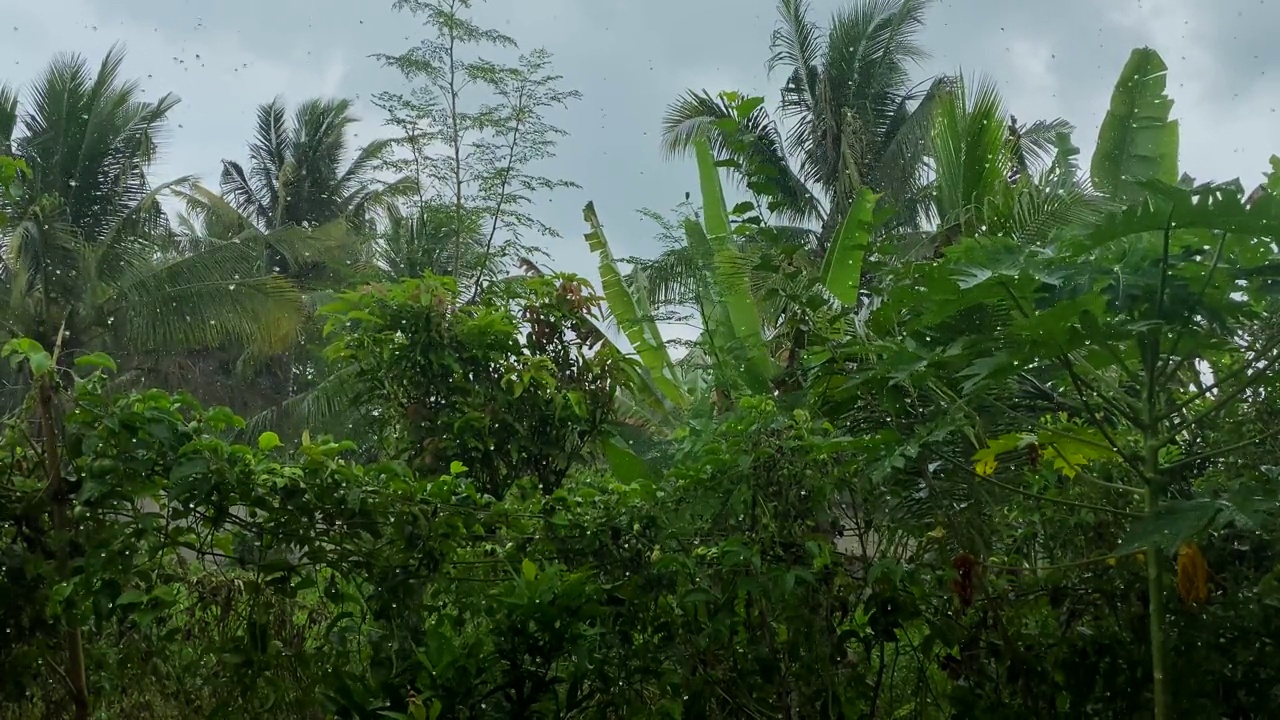 热带暴雨在覆盖着丛林和云层的山上。视频素材