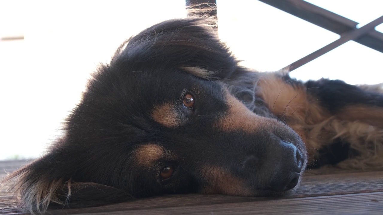 户外黑色护卫犬的特写肖像。蒙古犬或班克哈尔犬种。视频素材