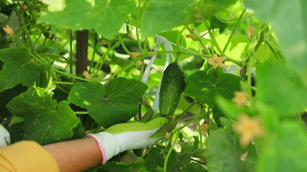 一位围着棉质围裙的农妇把温室里的有机黄瓜扯进塑料篮子里。收获的概念。夏天和秋天视频素材