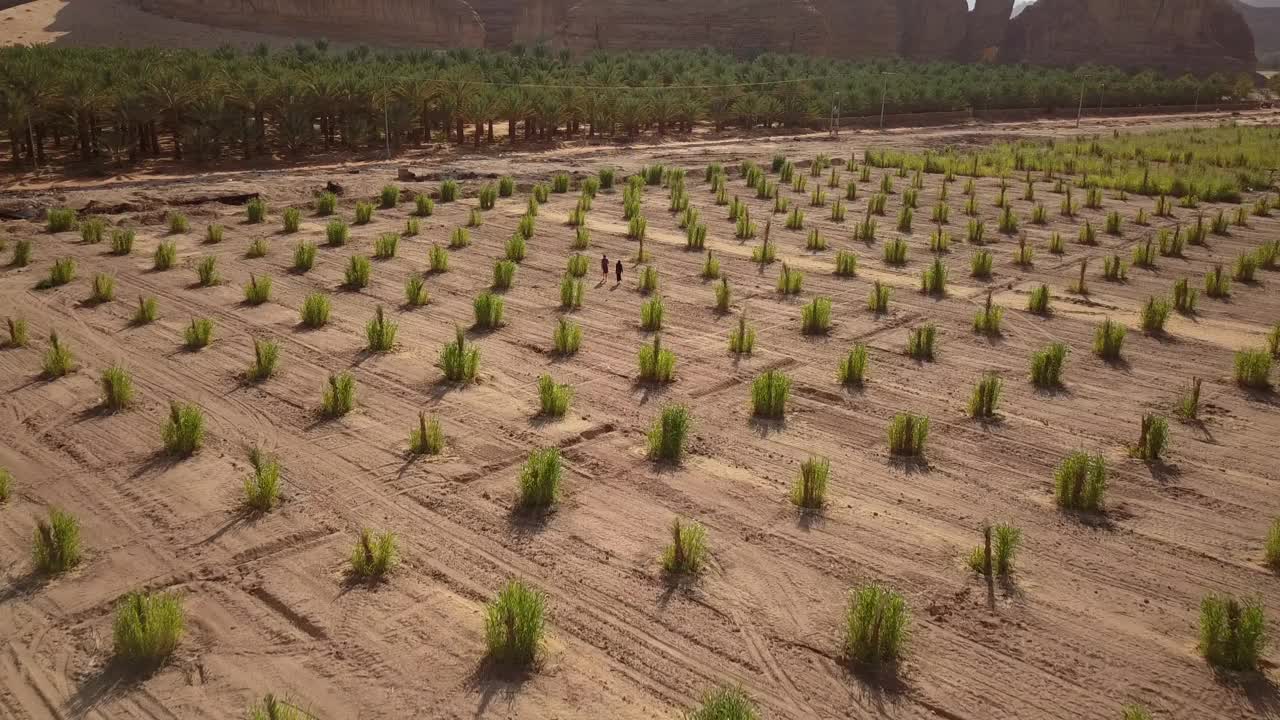 两人在棕榈树种植园的鸟瞰图视频素材