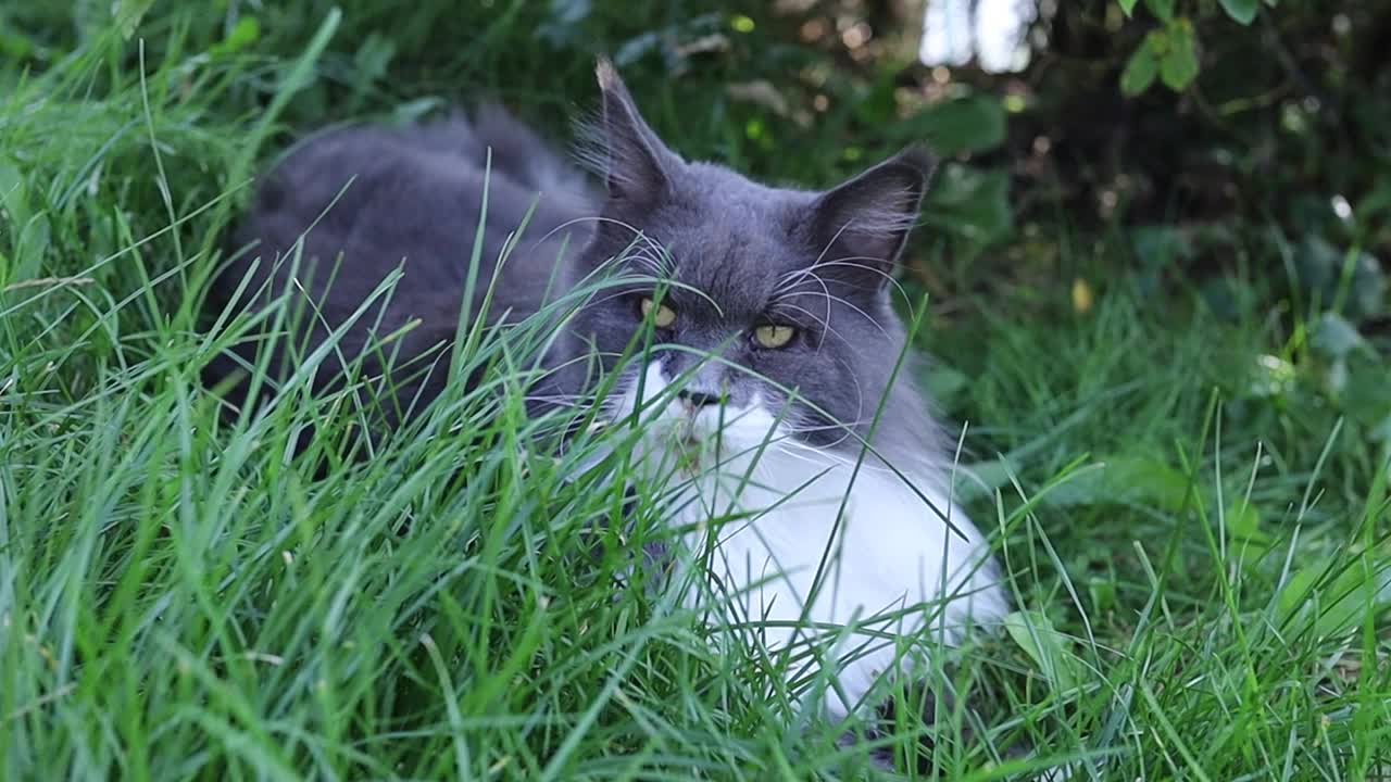 美丽的大缅因猫在夏天躺在草地上。视频素材