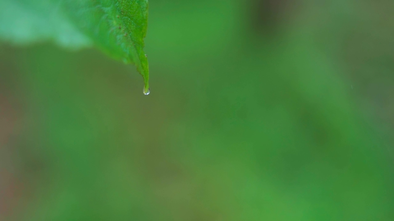 在印度古吉拉特邦的萨普塔拉，季风季节的雨中，一滴水从树叶上落下的特写慢动作镜头。在萨亚德里山上，雨水从树叶上滴下的水滴的特写镜头。视频素材