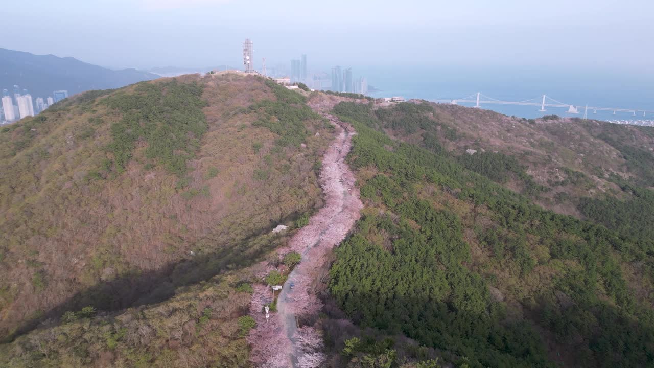 亚洲韩国釜山黄灵山樱花路视频下载