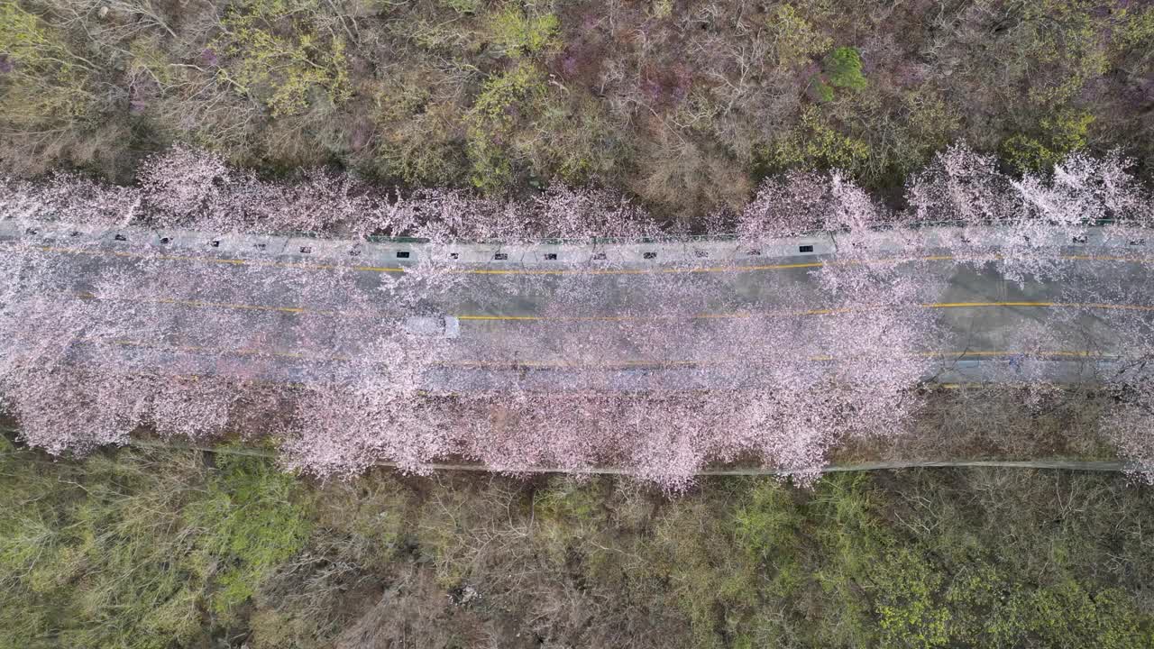 亚洲韩国釜山黄灵山樱花路视频素材