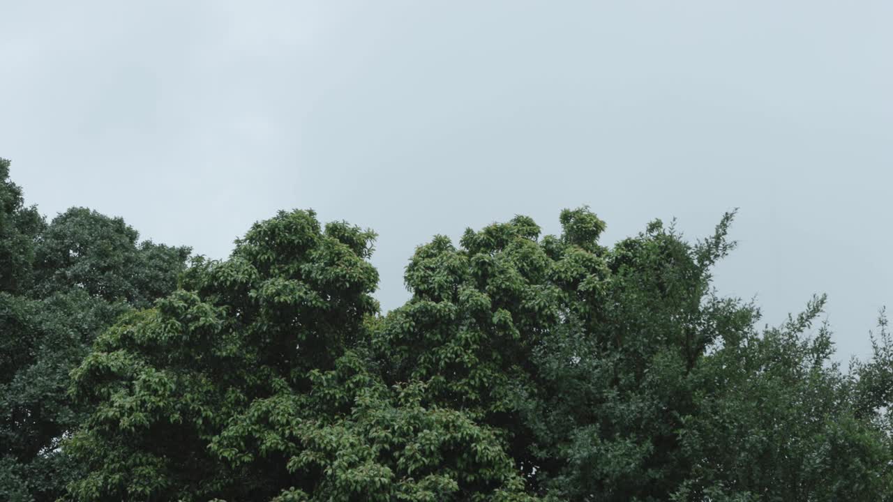 阴天下着雨，树在风中摇曳。视频素材