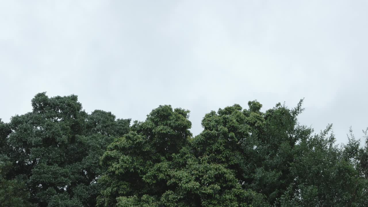 阴天下着雨，树在风中摇曳。视频素材