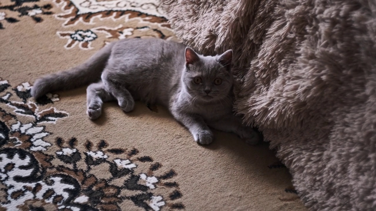 苏格兰家猫在客厅里散步视频素材