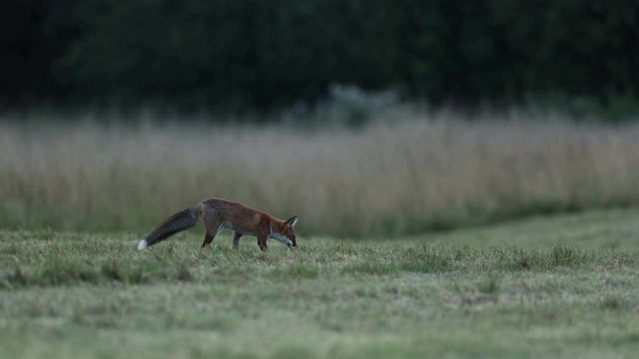 红狐(Vulpes Vulpes)视频下载