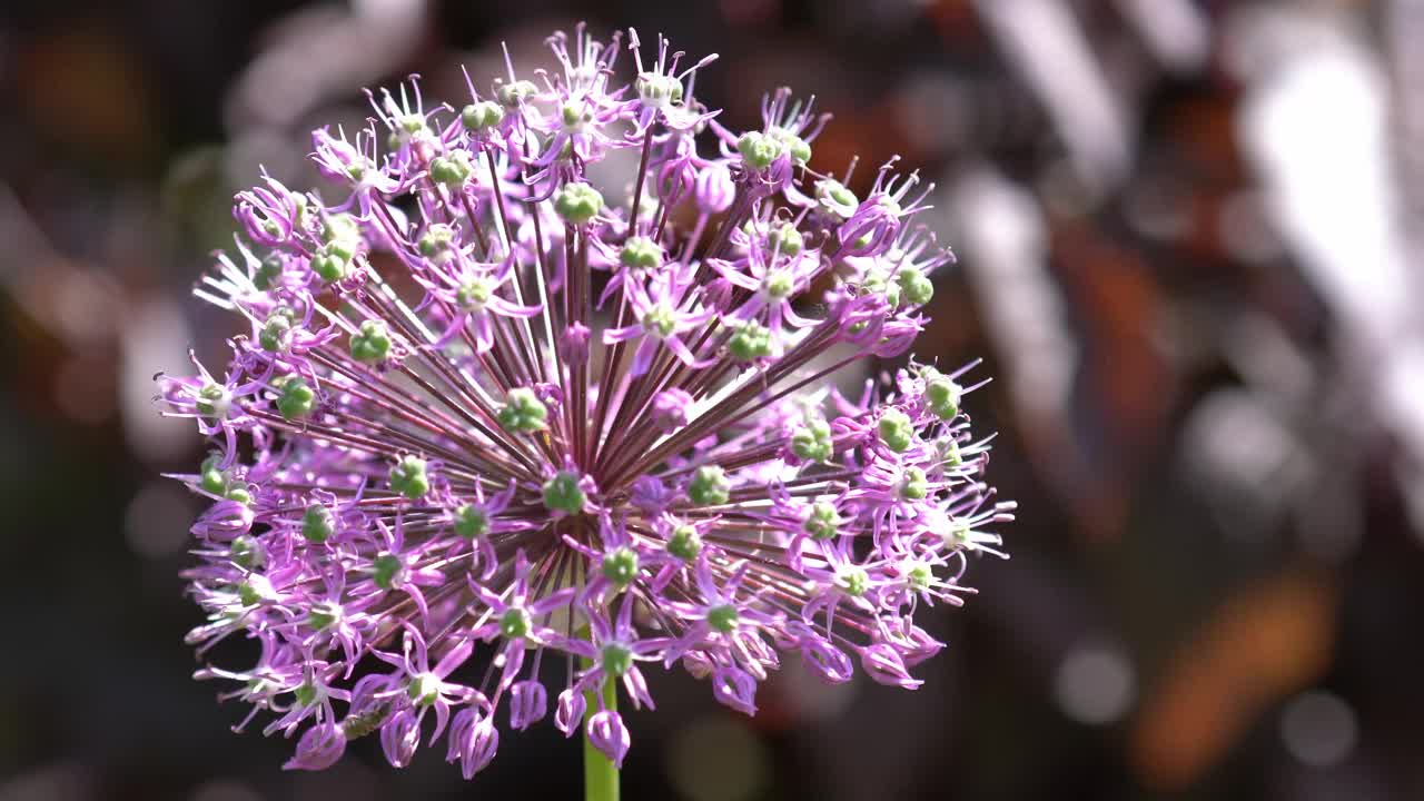 紫色的Allium giganteum花在夏天盛开视频素材