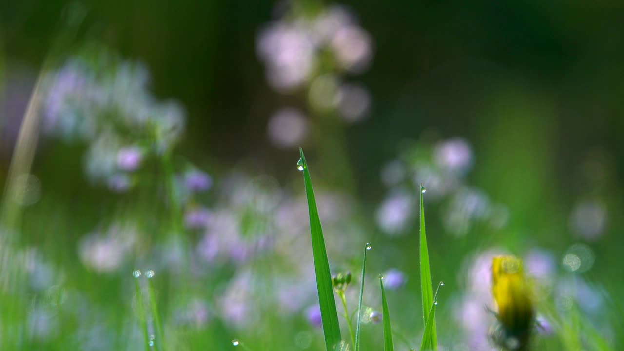 泡沫草地，夏天的草地视频素材