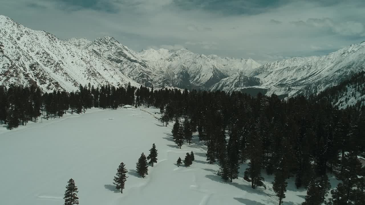 积雪松林视频素材