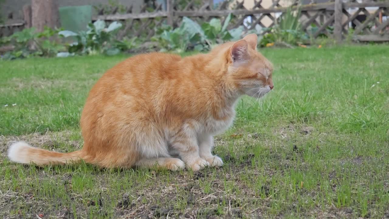 红猫坐在绿草地上晒太阳。猫在自然界视频下载