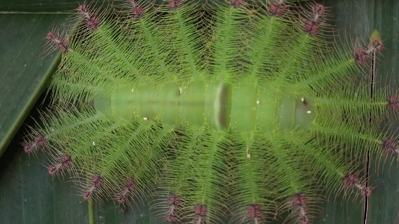 普通华艳男爵蝴蝶的怪异毛虫视频素材