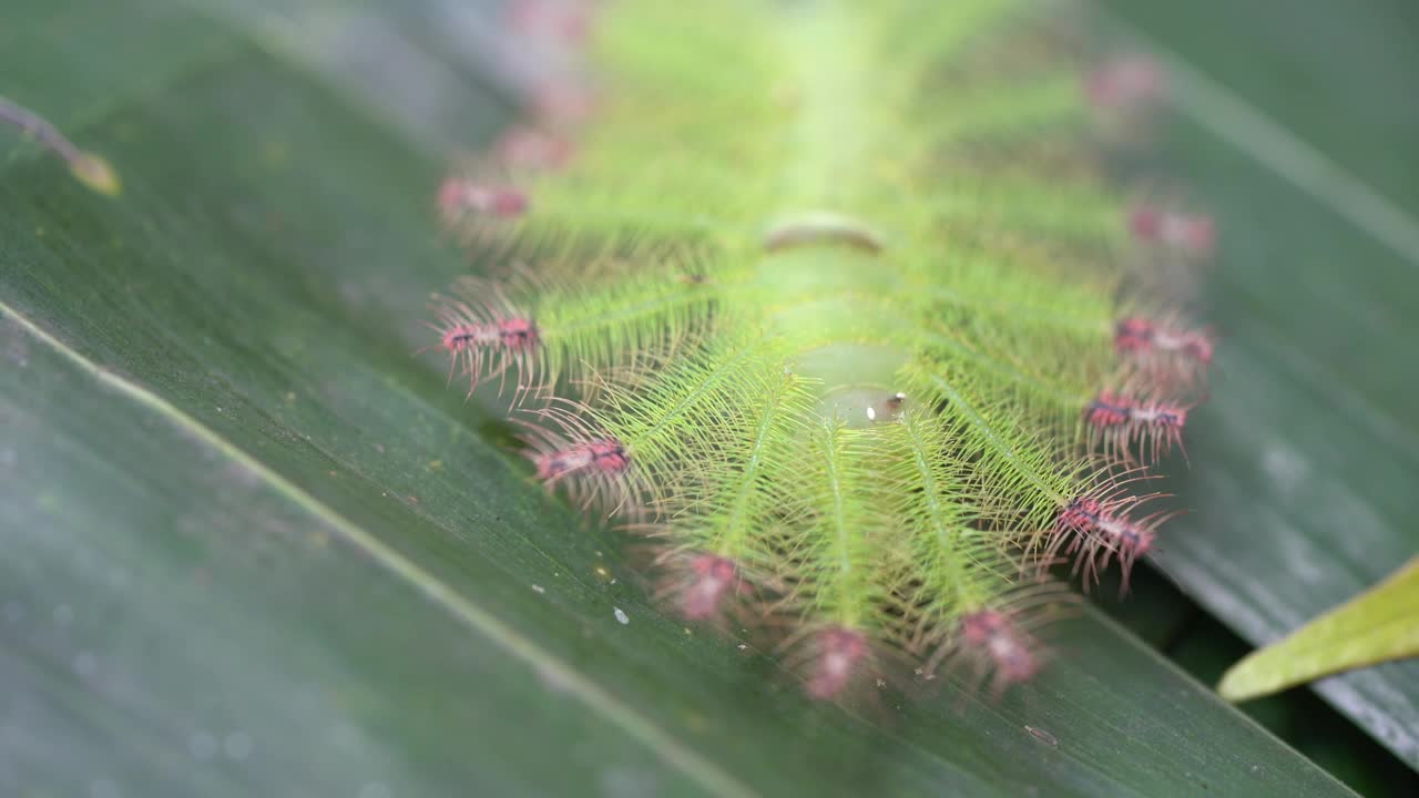 普通俗丽巴伦蝴蝶的毛虫视频素材