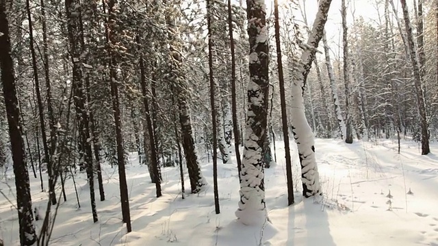 走在树林里，GlideCam拍摄视频素材