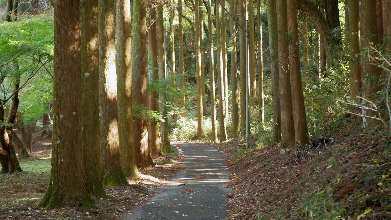 白天无人的野生青松林中徒步小径。土路小径视频素材