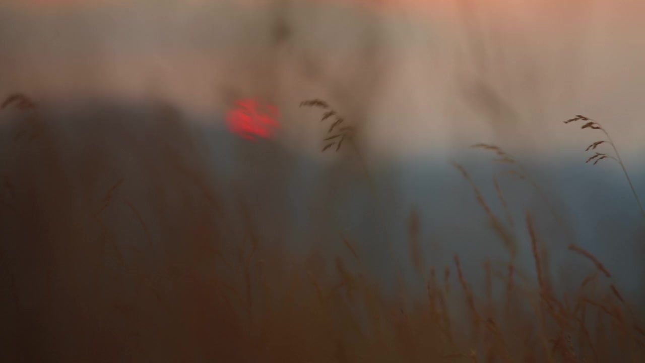 夏日的夕阳在山后和草丛中勾勒出剪影。焦点在草地上。视频素材