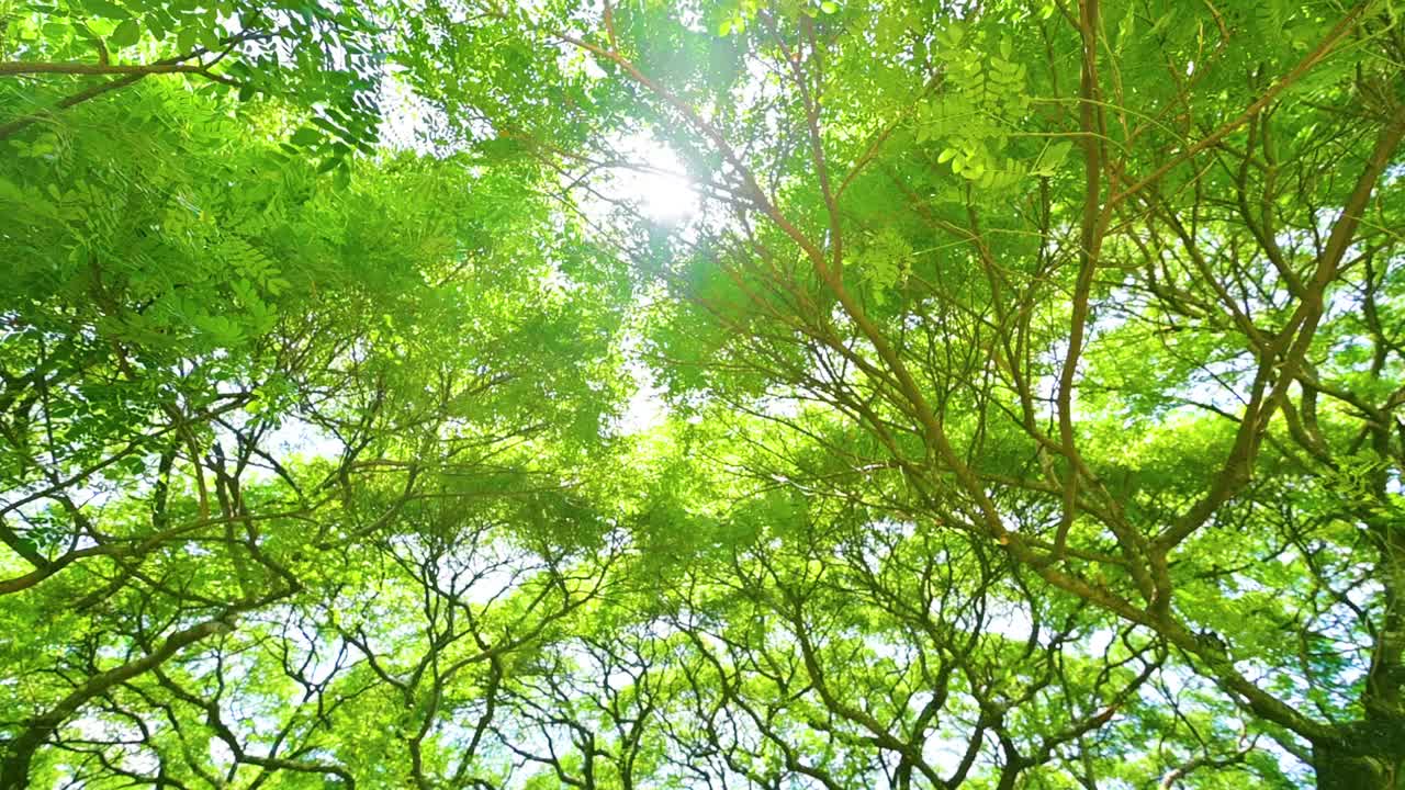 图为，在北碧府，一位年轻女子手持一棵巨大的雨树，这是北碧府最受欢迎的旅游景点。泰国北碧府视频素材