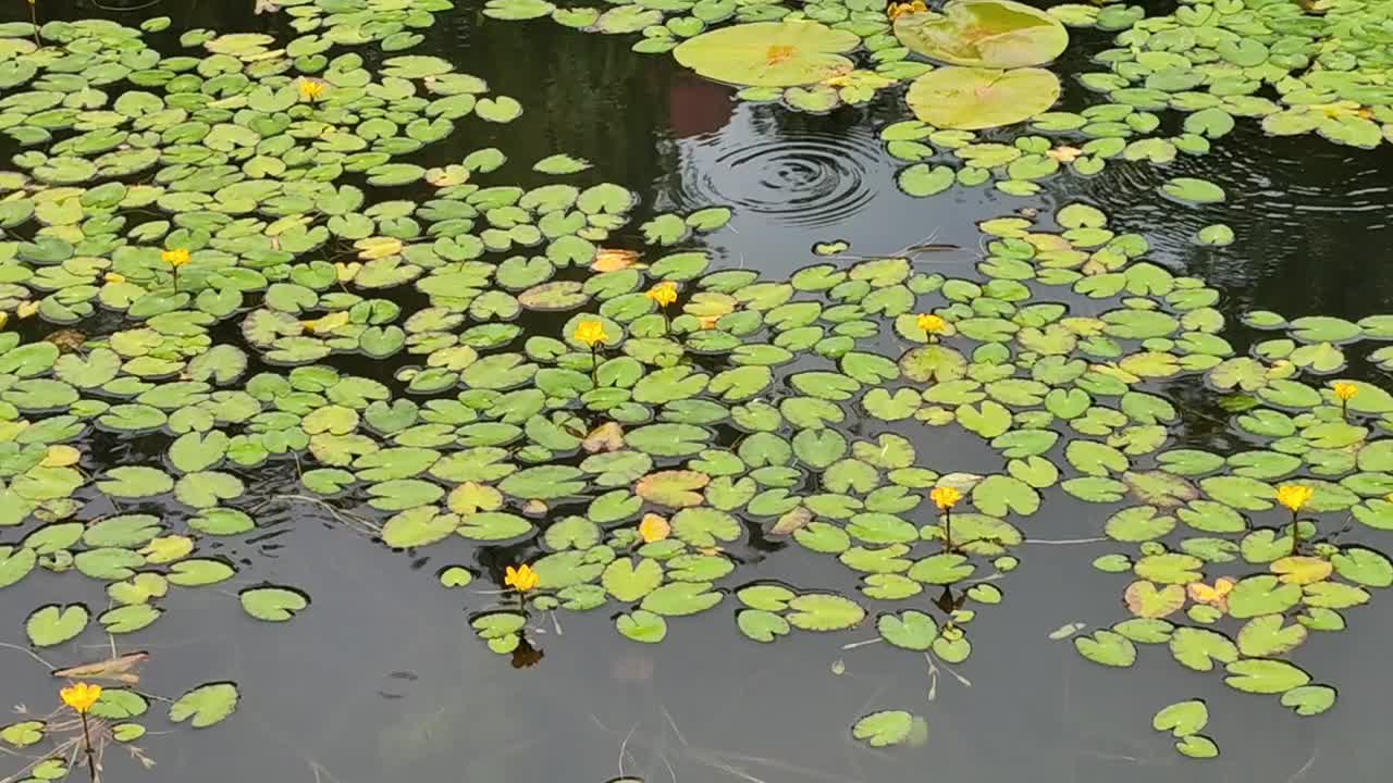 黄色浮心花水生池塘植物睡莲叶素材视频素材