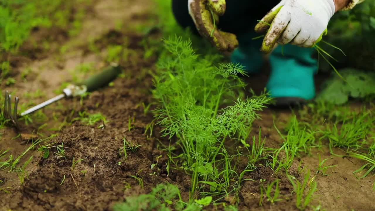 园丁用绿色小柄耙子耙地，使花坛上的土壤松动视频素材