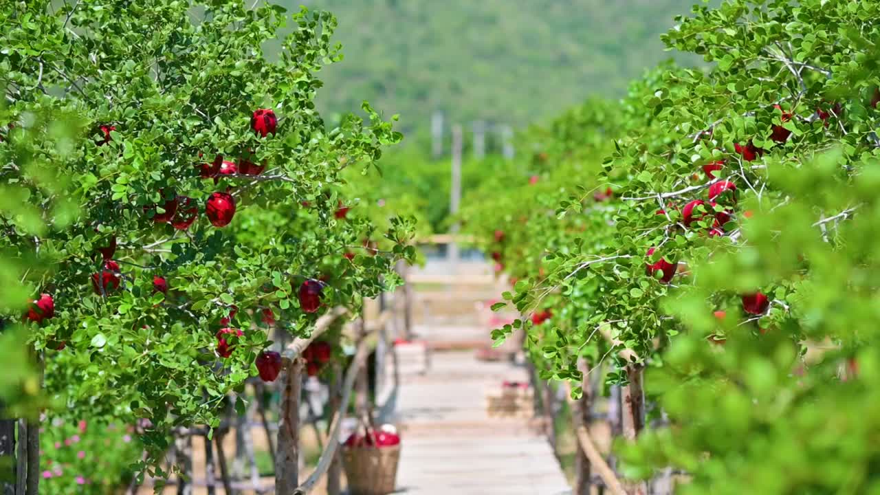 泰国北碧府塔芒区，花园里的苹果树上盛开着成熟的红色果实视频素材