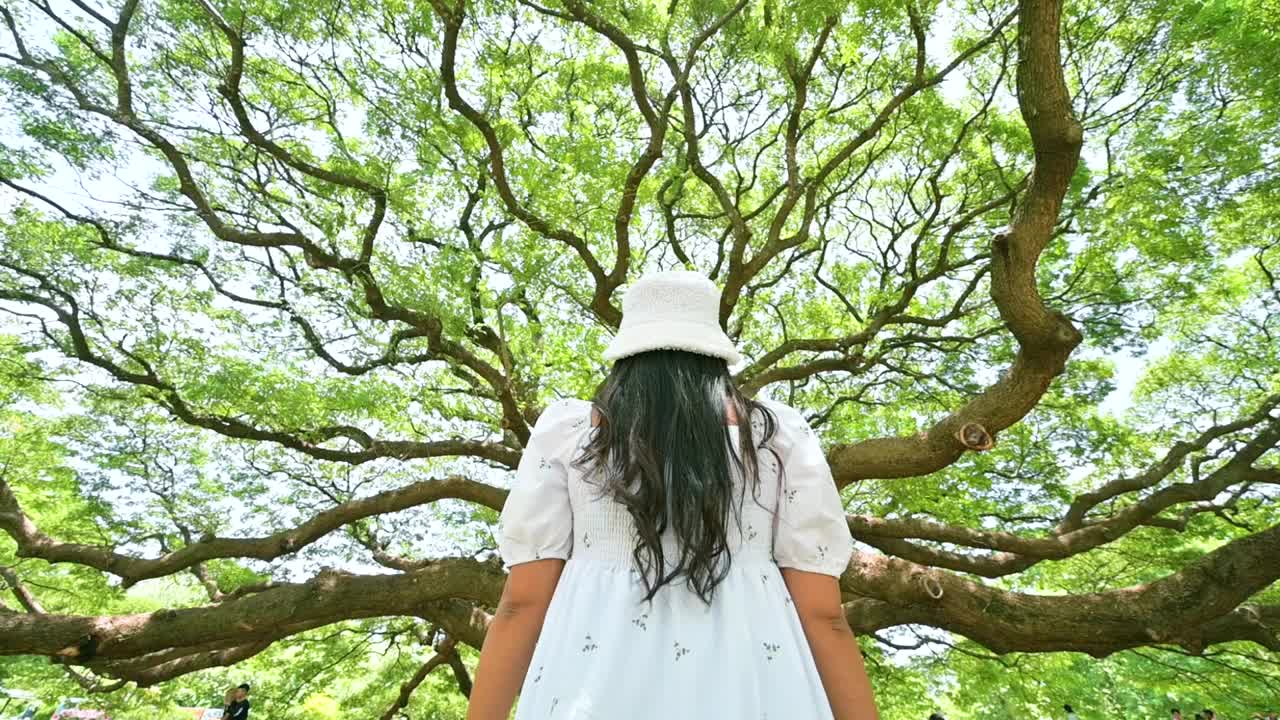 图为，在北碧府，一位年轻女子手持一棵巨大的雨树，这是北碧府最受欢迎的旅游景点。泰国北碧府视频下载