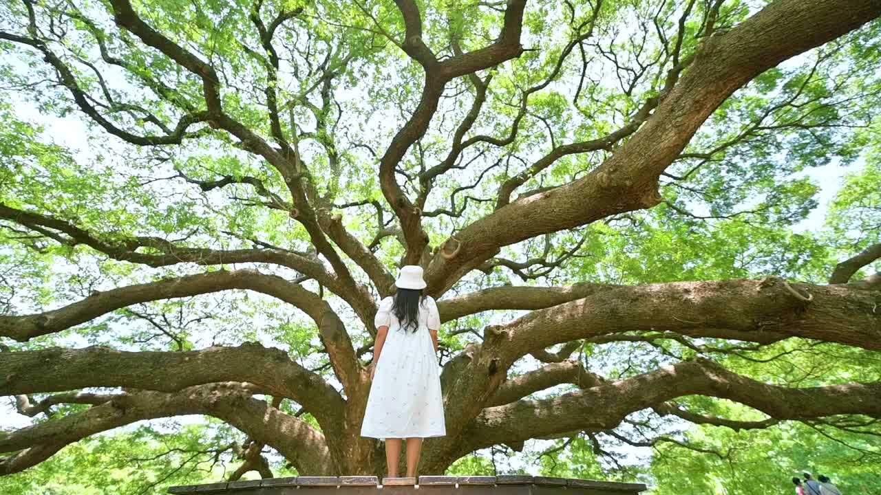 图为，在北碧府，一位年轻女子手持一棵巨大的雨树，这是北碧府最受欢迎的旅游景点。泰国北碧府视频下载