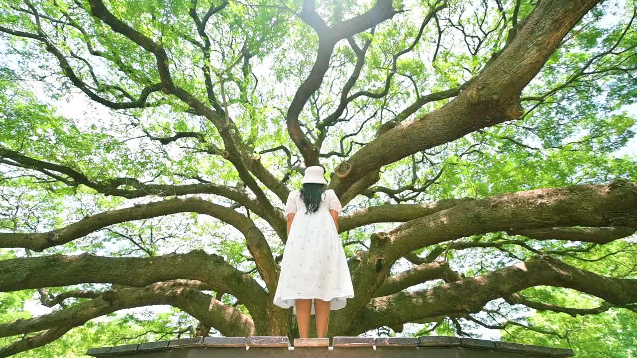 图为，在北碧府，一位年轻女子手持一棵巨大的雨树，这是北碧府最受欢迎的旅游景点。泰国北碧府视频素材