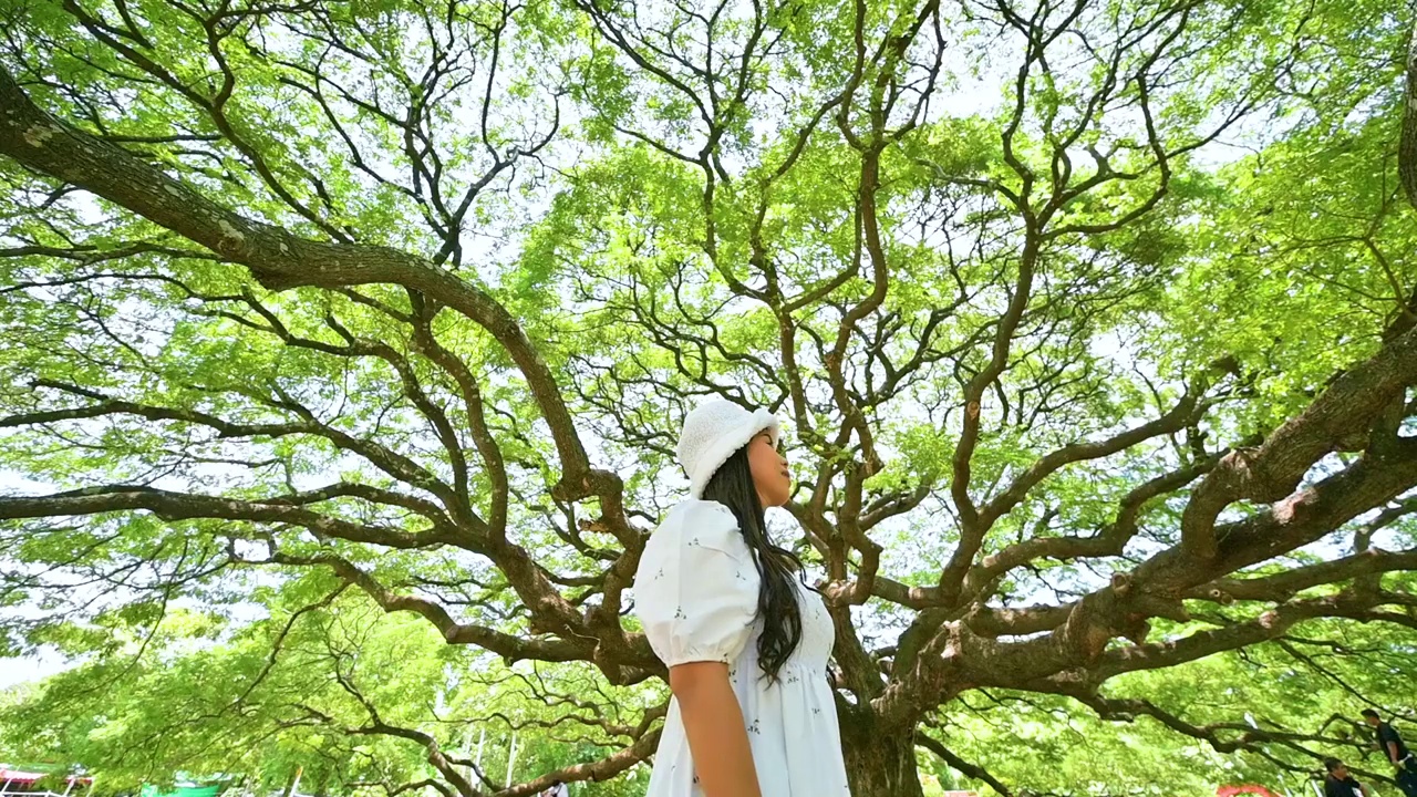 图为，在北碧府，一位年轻女子手持一棵巨大的雨树，这是北碧府最受欢迎的旅游景点。泰国北碧府视频下载