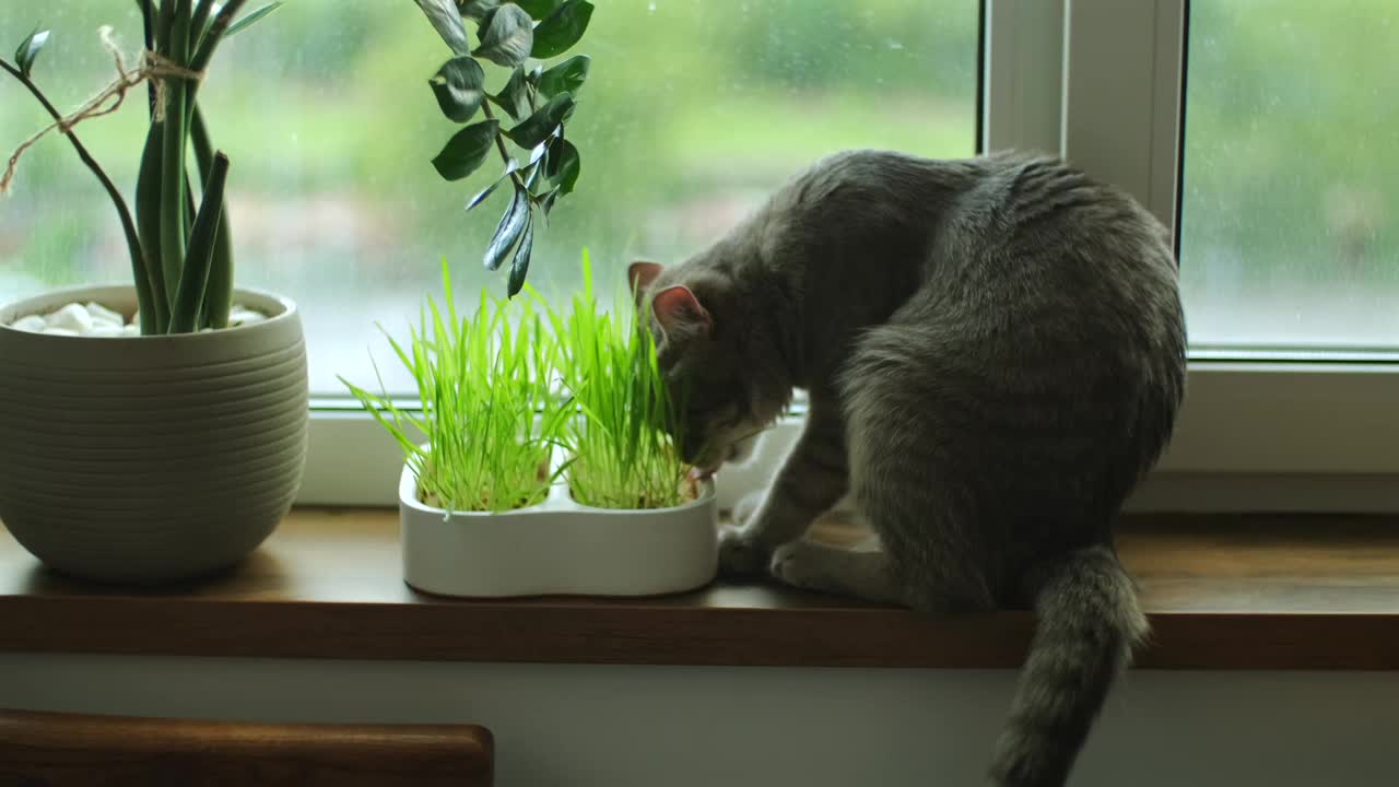 家猫吃草。灰色可爱的胡须坐在窗台上嚼着小麦芽。家畜健康营养理念视频素材