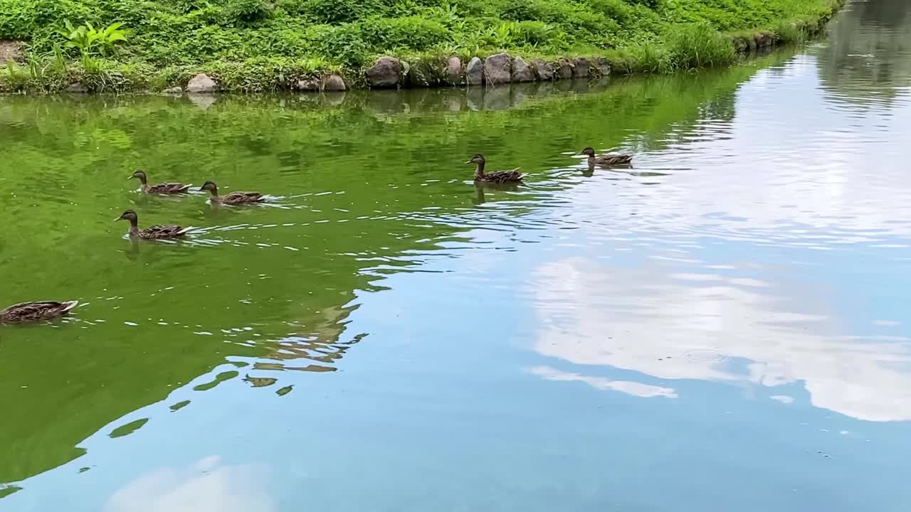 水景伴鸭，自然湖泊景观视频素材