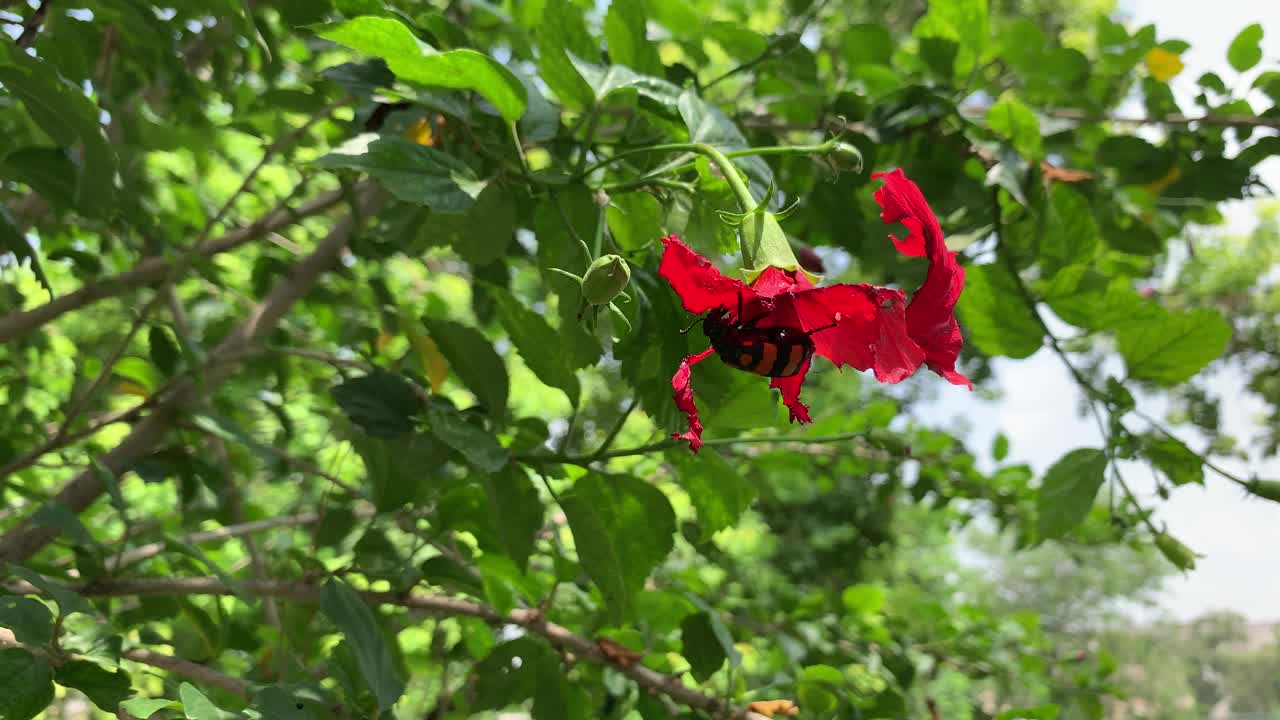 虫子钻进红色的木槿花里，吮吸汁液。黑红的飞蛾在芙蓉花上，昆虫在红花上。视频素材