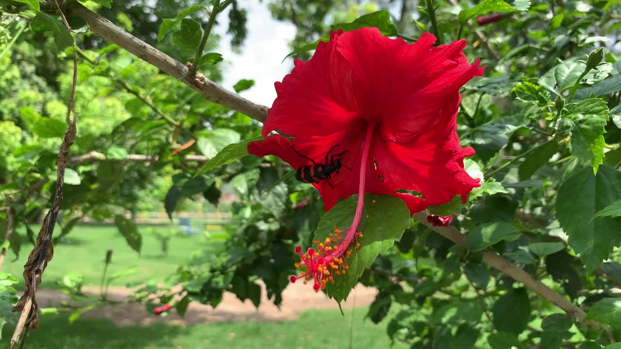 虫子钻进红色的木槿花里，吮吸汁液。黑红的飞蛾在芙蓉花上，昆虫在红花上。视频素材