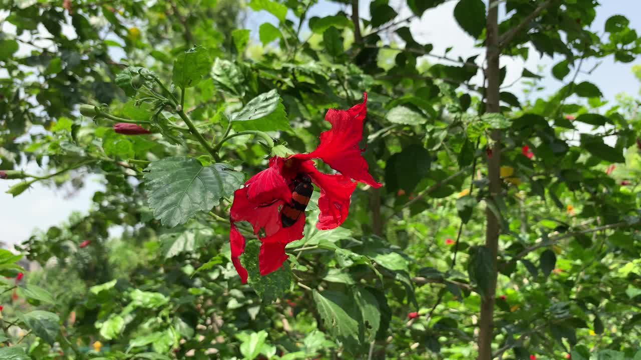 虫子钻进红色的木槿花里，吮吸汁液。黑红的飞蛾在芙蓉花上，昆虫在红花上。视频素材