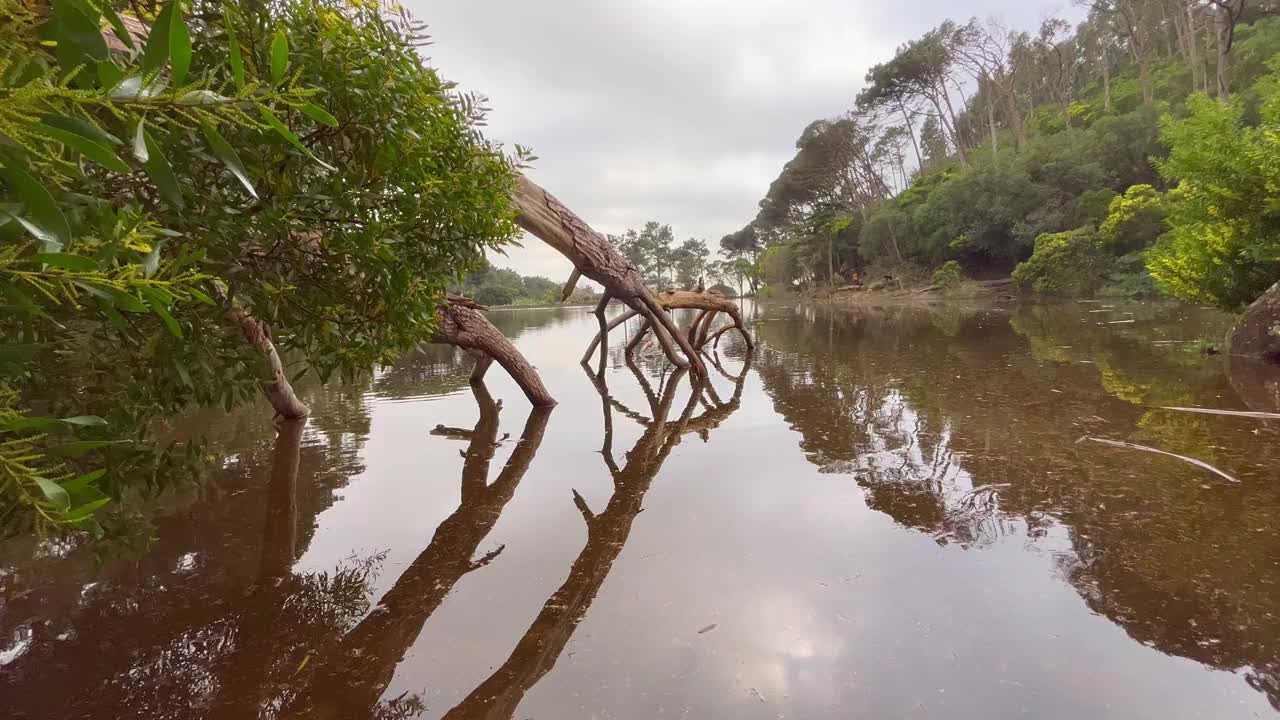 湖被树木环绕，中心有一棵枯树视频素材