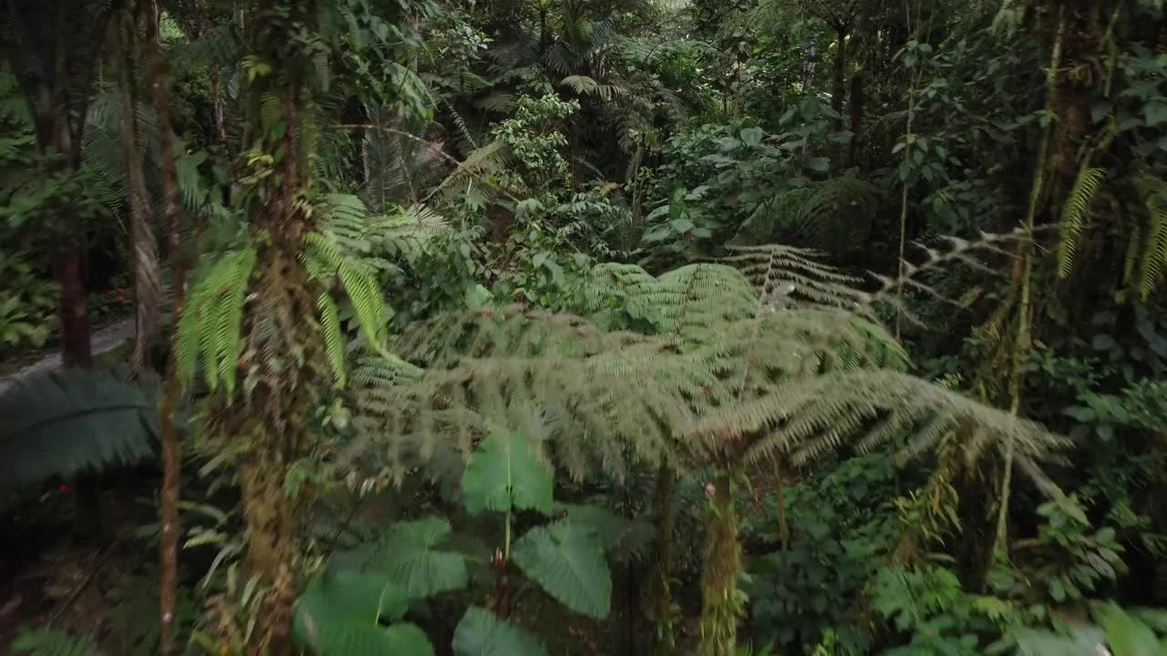 镜头在热带丛林的深绿色树木之间升起，透过树木可以看到破旧建筑的树顶上生长着粉红色的花朵。视频素材