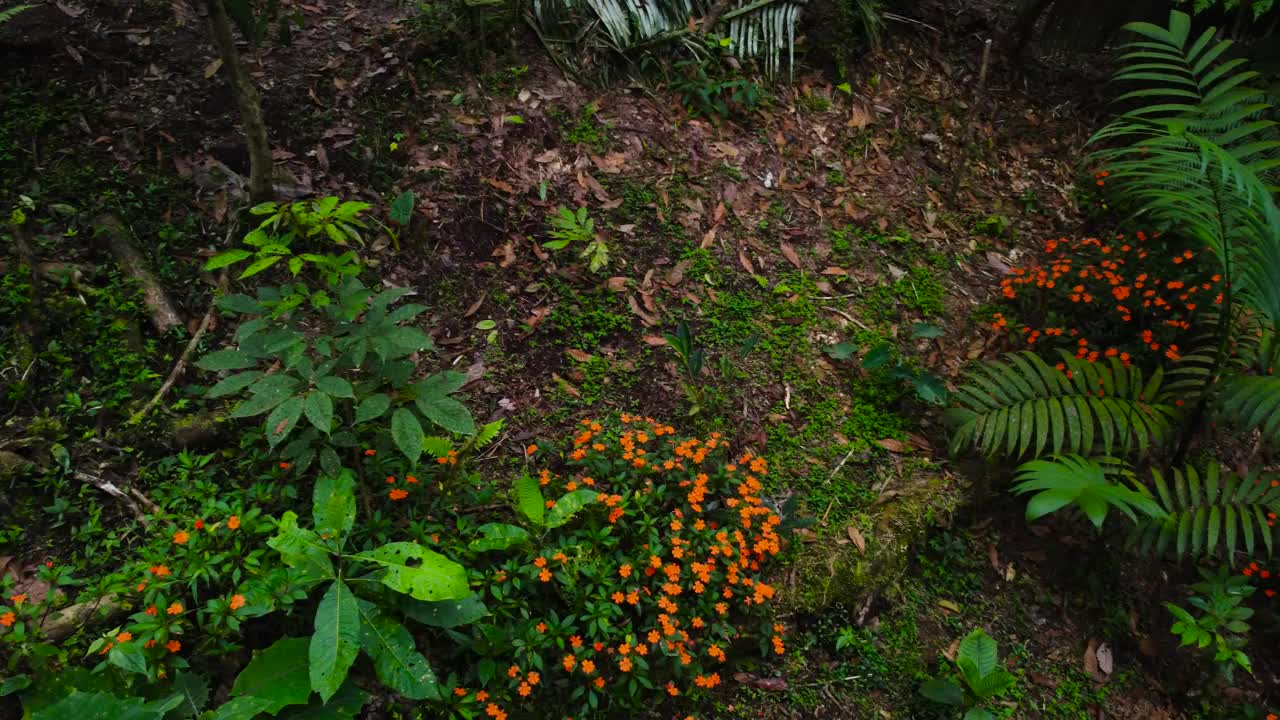 在热带丛林的蕨类植物下，生长在森林地面上的橙色野花，摄像机从左向右平移，视频素材