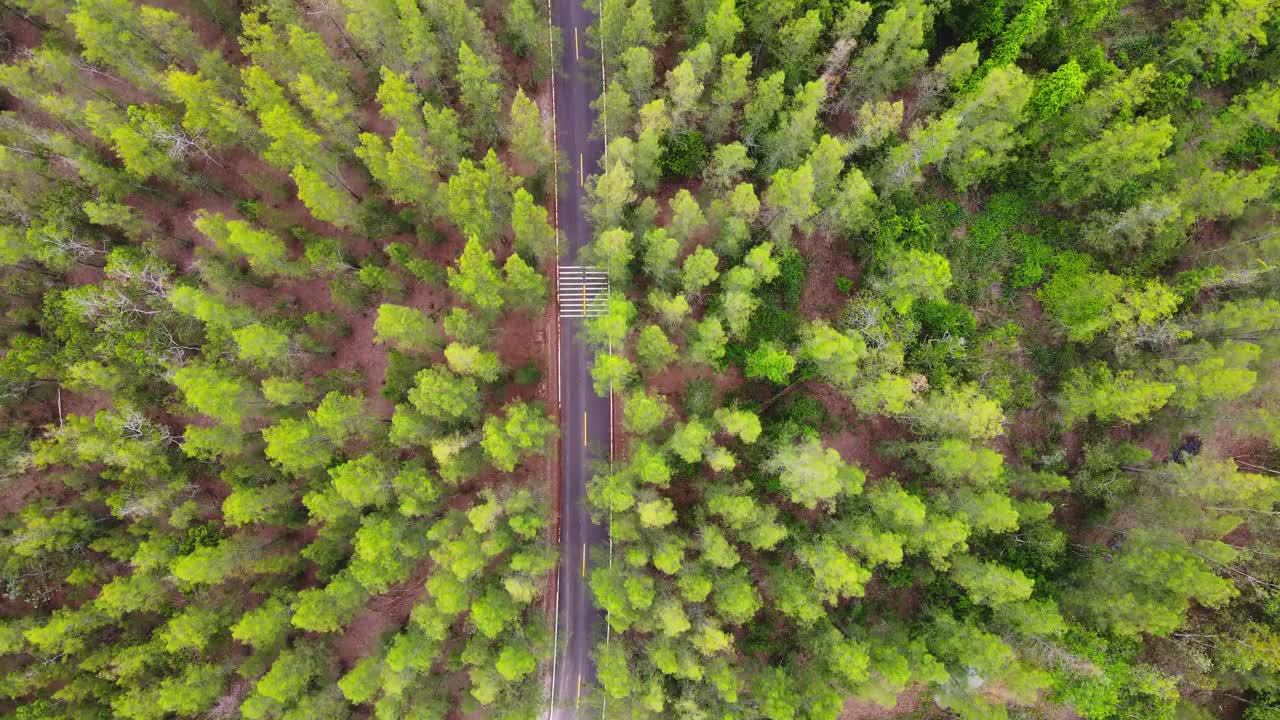 无人机在松树林中柏油路上空拍摄的鸟瞰图。视频下载