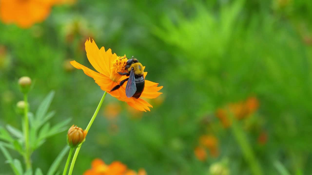 一只木蜂在花园里采集花蜜视频素材