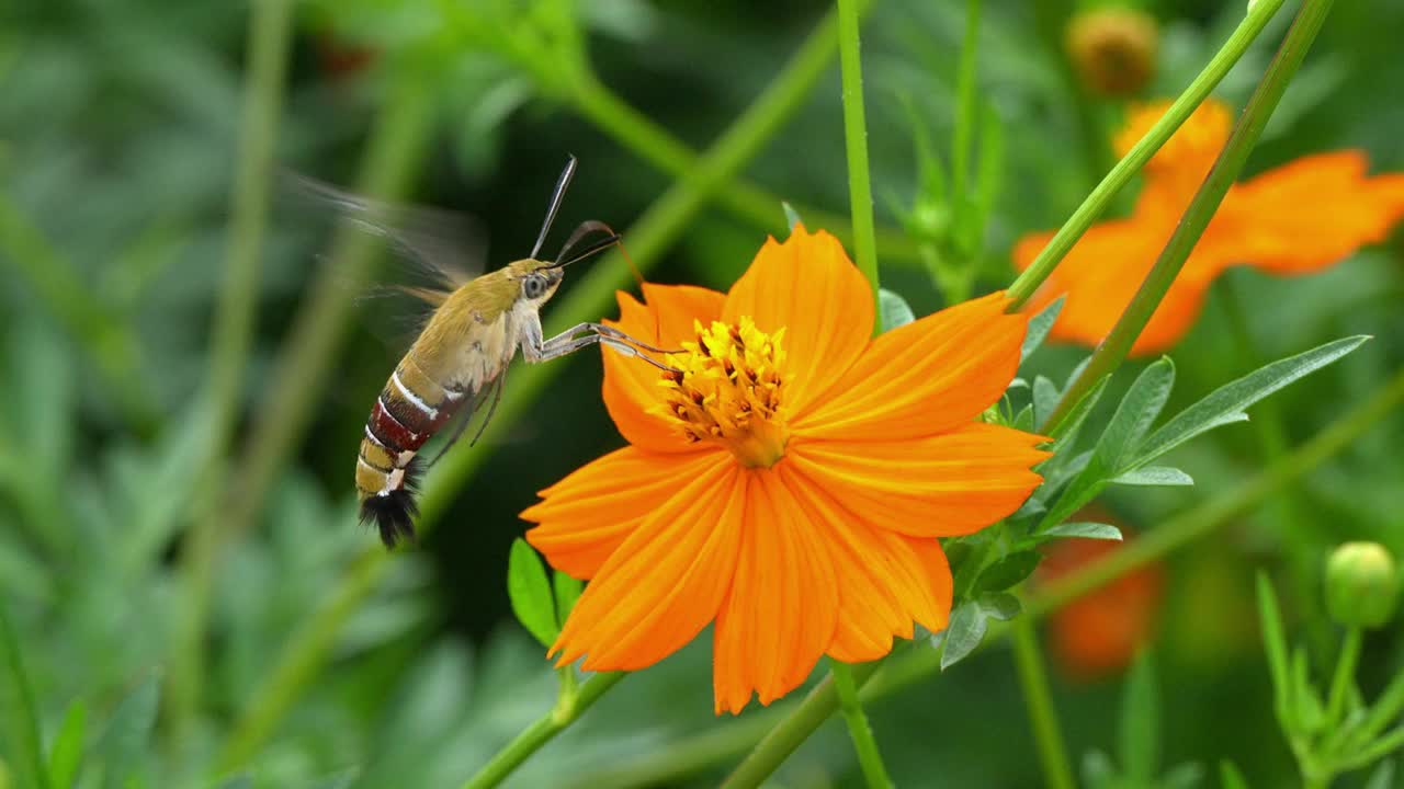 鹰蛾从黄色的宇宙花中采集花蜜视频素材