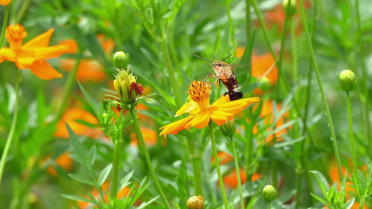 鹰蛾从黄色的宇宙花中采集花蜜视频素材