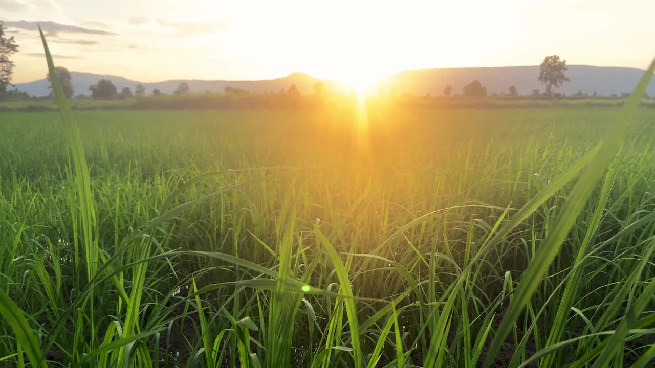 自然风光稻田和日落与风视频素材